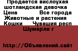 Продается вислоухая шотландская девочка › Цена ­ 8 500 - Все города Животные и растения » Кошки   . Чувашия респ.,Шумерля г.